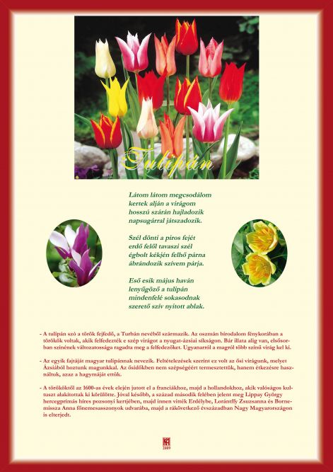 tulipan_a-4_layout_1.jpg